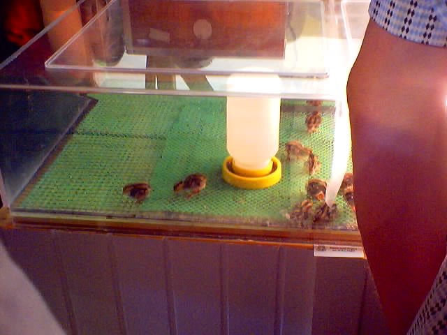 These are baby Japanese Quails. Aren't they cute!!!