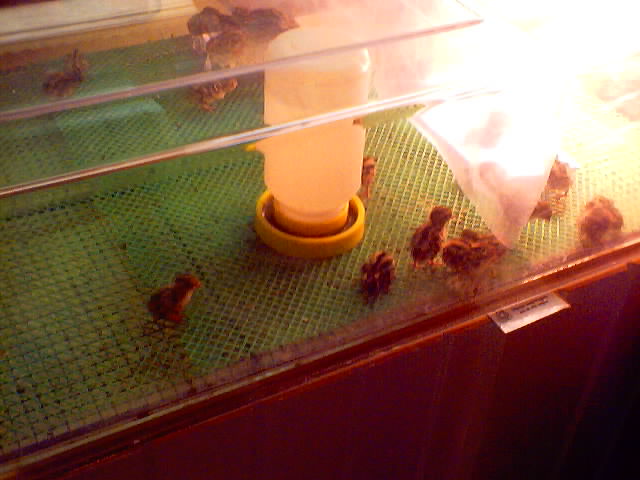 They are about an inch to an inch and a half from beak to tail. Soooooo tiny!!