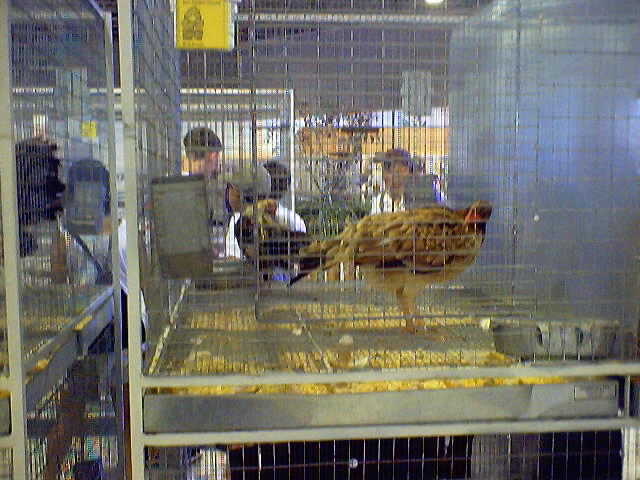  and more roosters...