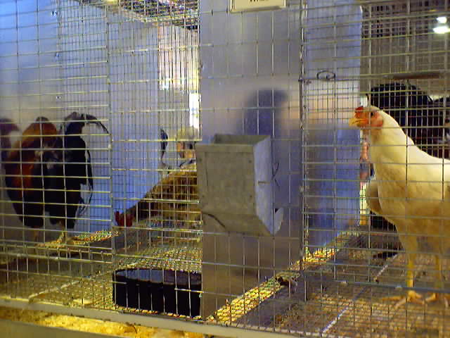 ...so..many...roosters...