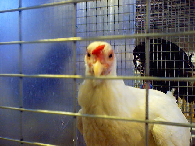 Cluck Cluck! Say Cheese!