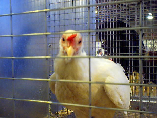 I think I pissed it off...  >:<>