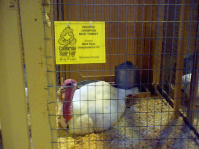 This here is a meat turkey. yessirreeebob.