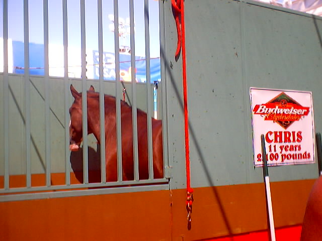 Here are the Budweiser Clydesdales. Those are horses by the way...